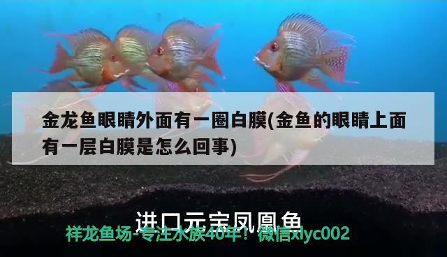 金龍魚眼睛外面有一圈白膜(金魚的眼睛上面有一層白膜是怎么回事) 胭脂孔雀龍魚