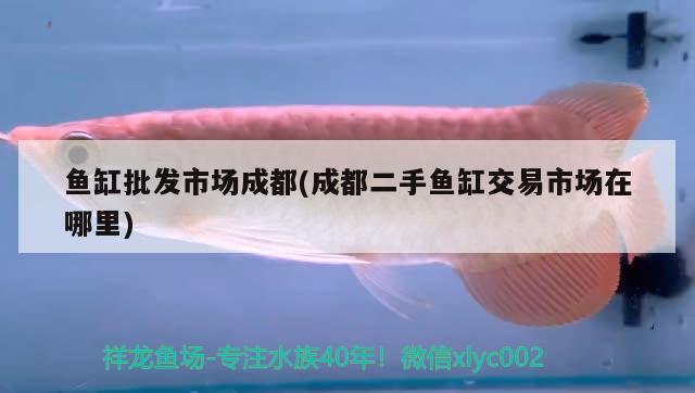 魚缸批發(fā)市場成都(成都二手魚缸交易市場在哪里)