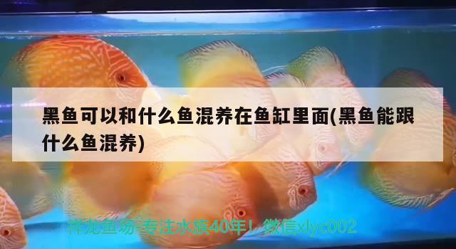 黑魚可以和什么魚混養(yǎng)在魚缸里面(黑魚能跟什么魚混養(yǎng)) 魚缸百科