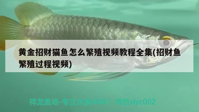 黃金招財貓魚怎么繁殖視頻教程全集(招財魚繁殖過程視頻) 黃金招財貓魚