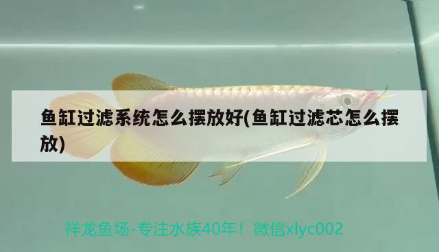 魚(yú)缸過(guò)濾系統(tǒng)怎么擺放好(魚(yú)缸過(guò)濾芯怎么擺放)