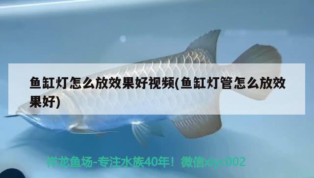 魚(yú)缸燈怎么放效果好視頻(魚(yú)缸燈管怎么放效果好) 觀賞蝦蟹等飼料