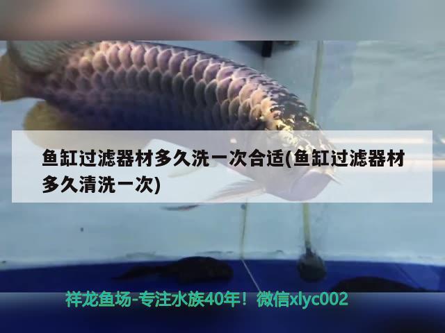 魚缸過(guò)濾器材多久洗一次合適(魚缸過(guò)濾器材多久清洗一次) 觀賞魚飼料