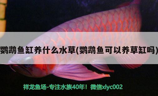 如何將水族箱的水變清晰？