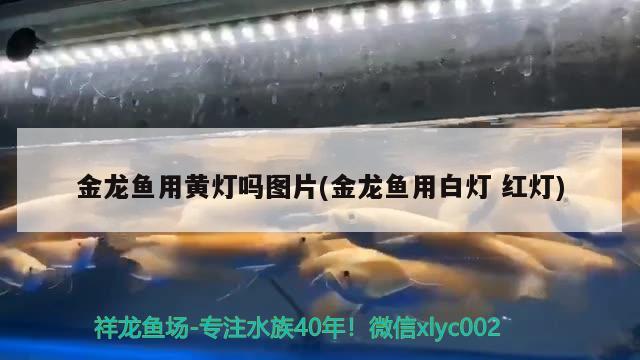 金龍魚用黃燈嗎圖片(金龍魚用白燈紅燈) 黃寬帶蝴蝶魚