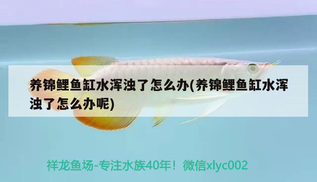 養(yǎng)錦鯉魚缸水渾濁了怎么辦(養(yǎng)錦鯉魚缸水渾濁了怎么辦呢) 鴨嘴鯊魚