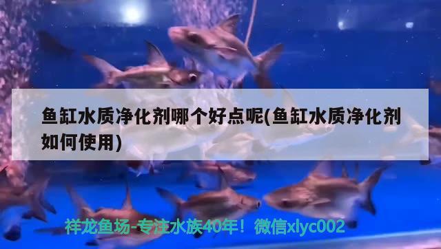 金龍魚(yú)白眼病治療(金魚(yú)白眼怎么治療)