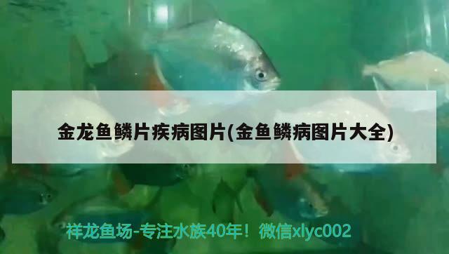 金龍魚鱗片疾病圖片(金魚鱗病圖片大全) 水溫計(jì)