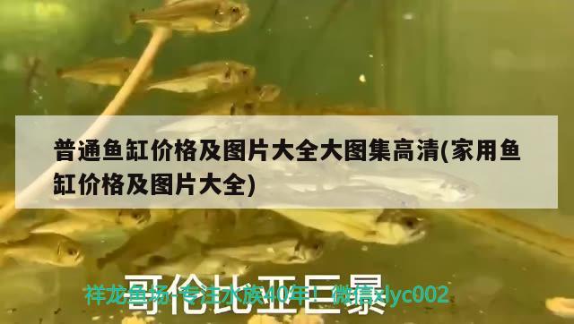 普通魚(yú)缸價(jià)格及圖片大全大圖集高清(家用魚(yú)缸價(jià)格及圖片大全) 白化火箭魚(yú)