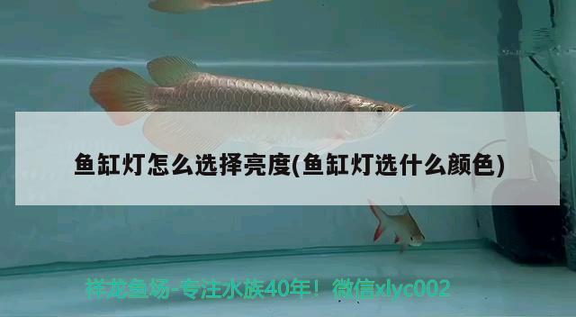 魚缸燈怎么選擇亮度(魚缸燈選什么顏色) 潛水泵