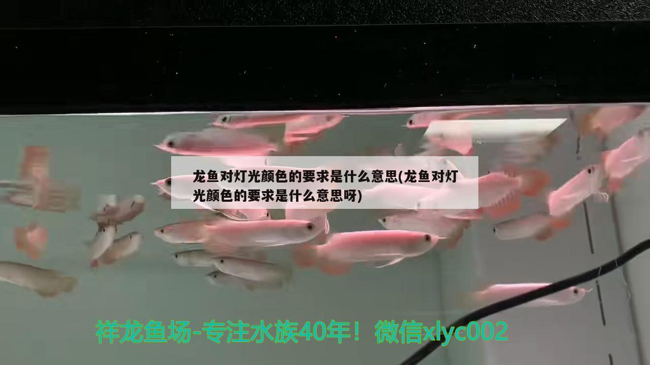 龍魚對燈光顏色的要求是什么意思(龍魚對燈光顏色的要求是什么意思呀)