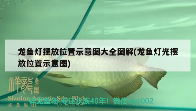 龍魚燈擺放位置示意圖大全圖解(龍魚燈光擺放位置示意圖) 黃金斑馬魚