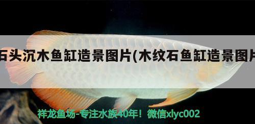 蘭州二手魚缸市場(chǎng)(蘭州哪里賣魚缸) 銀河星鉆魚