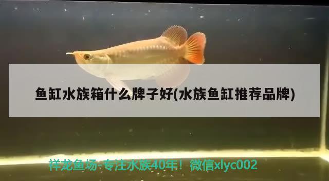 魚缸水族箱什么牌子好(水族魚缸推薦品牌) 魚缸/水族箱