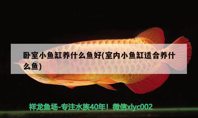 臥室小魚缸養(yǎng)什么魚好(室內(nèi)小魚缸適合養(yǎng)什么魚) 玫瑰銀版魚