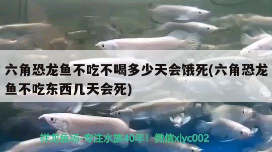 六角恐龍魚不吃不喝多少天會(huì)餓死(六角恐龍魚不吃東西幾天會(huì)死) 金三間魚