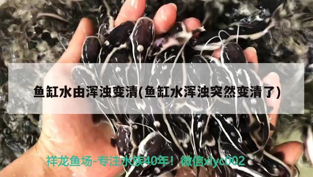 伊春觀賞魚:溫帶觀賞魚有哪幾種 觀賞魚企業(yè)目錄 第3張