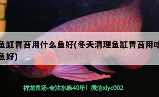 魚缸青苔用什么魚好(冬天清理魚缸青苔用啥魚好) 粗線銀版魚