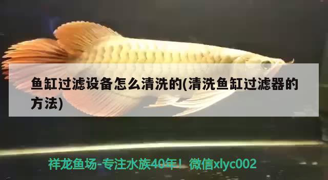 魚缸過濾設(shè)備怎么清洗的(清洗魚缸過濾器的方法) 過濾設(shè)備