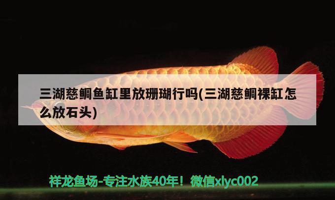 三湖慈鯛魚缸里放珊瑚行嗎(三湖慈鯛裸缸怎么放石頭) 玫瑰銀版魚