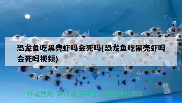 恐龍魚吃黑殼蝦嗎會死嗎(恐龍魚吃黑殼蝦嗎會死嗎視頻)