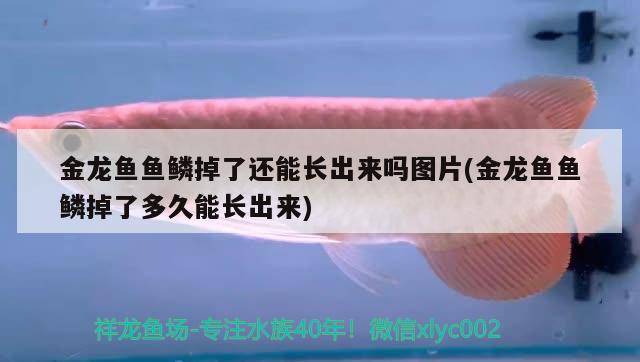 金龍魚魚鱗掉了還能長(zhǎng)出來(lái)嗎圖片(金龍魚魚鱗掉了多久能長(zhǎng)出來(lái)) 超血紅龍魚