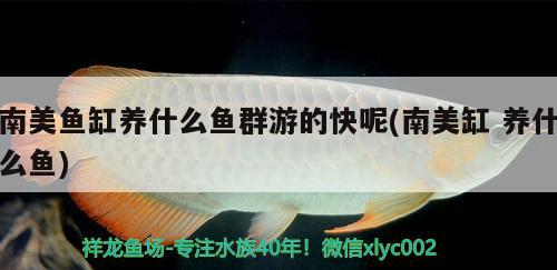 南美魚缸養(yǎng)什么魚群游的快呢(南美缸養(yǎng)什么魚) iwish愛唯希品牌魚缸