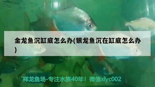 金龍魚沉缸底怎么辦(銀龍魚沉在缸底怎么辦) 銀龍魚百科