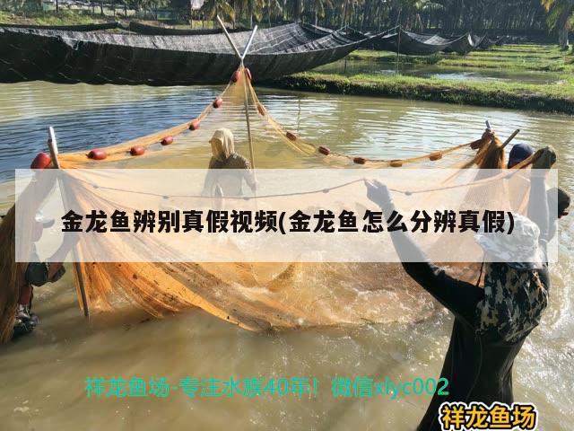 金龍魚辨別真假視頻(金龍魚怎么分辨真假) 觀賞魚飼料