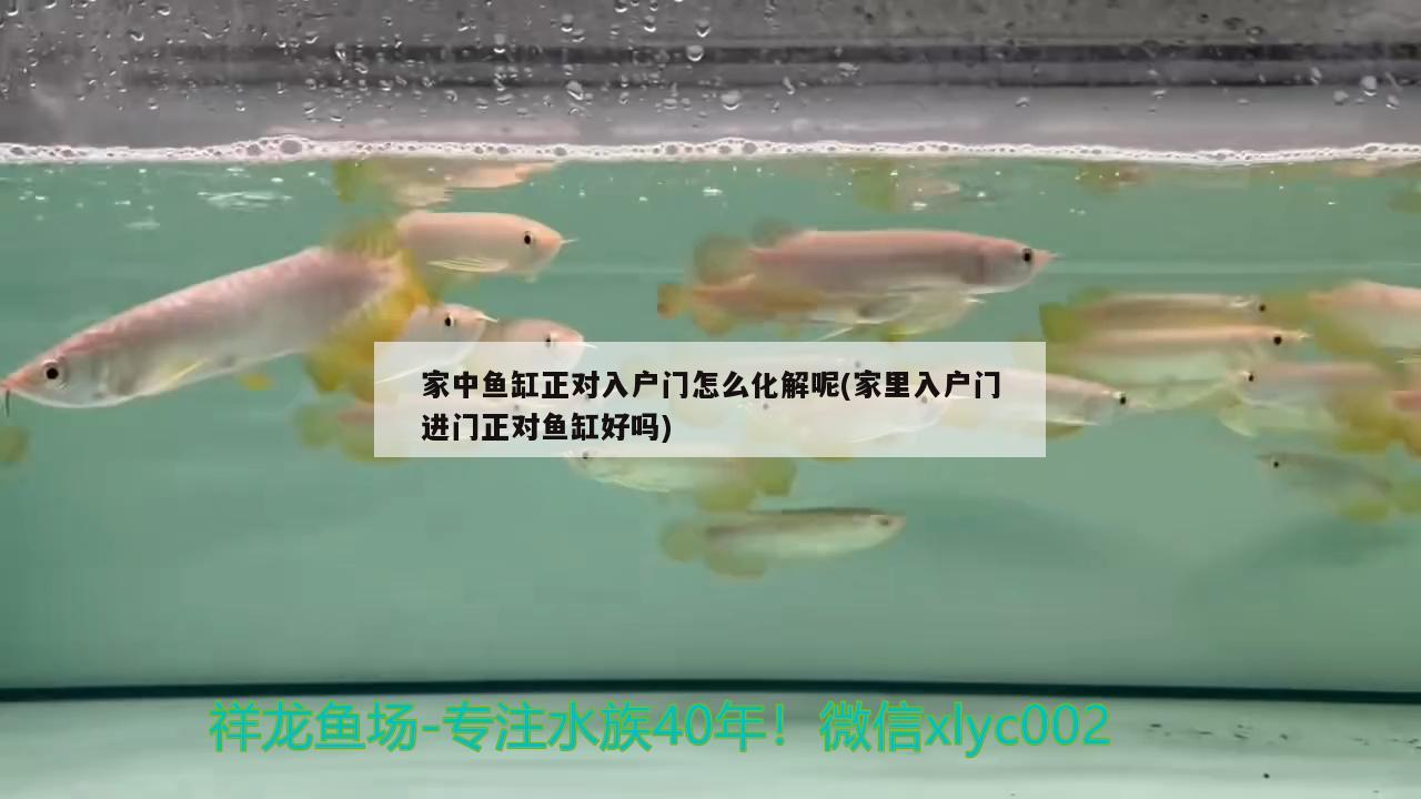 家中魚(yú)缸正對(duì)入戶門(mén)怎么化解呢(家里入戶門(mén)進(jìn)門(mén)正對(duì)魚(yú)缸好嗎) 蝴蝶鯉