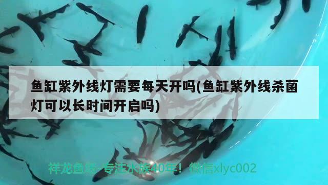 龍魚 價格 龍魚價格多少錢一只