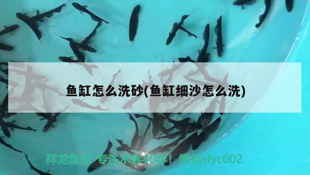 魚缸怎么洗砂(魚缸細(xì)沙怎么洗) 七彩神仙魚