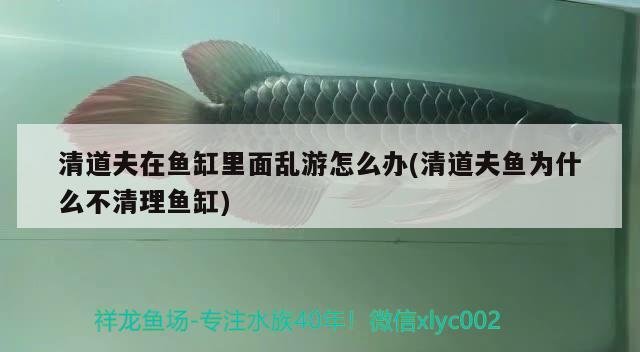 清道夫在魚缸里面亂游怎么辦(清道夫魚為什么不清理魚缸) 白子銀龍魚苗