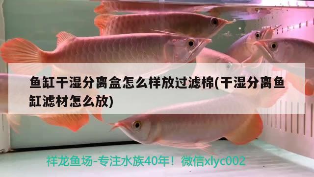 魚缸干濕分離盒怎么樣放過濾棉(干濕分離魚缸濾材怎么放) 龍魚批發(fā)