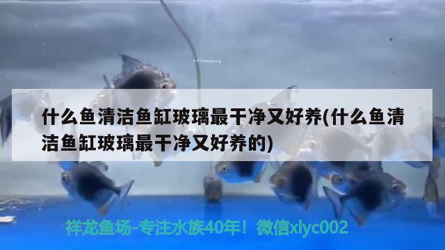 龍魚混養(yǎng)四大神獸視頻講解：龍魚混養(yǎng)風(fēng)水說法 魚缸風(fēng)水 第1張