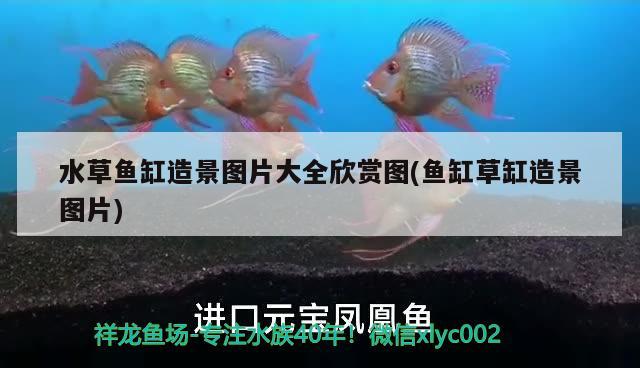 水草魚缸造景圖片大全欣賞圖(魚缸草缸造景圖片)