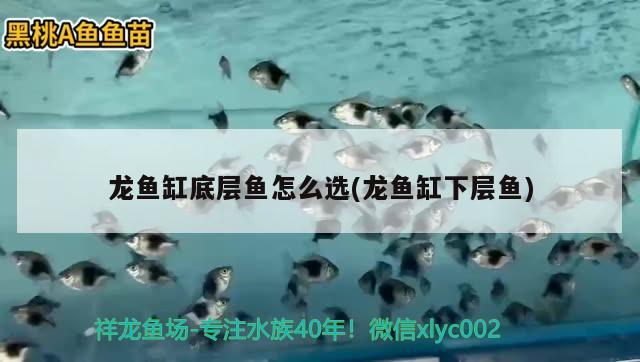 龍魚缸底層魚怎么選(龍魚缸下層魚)