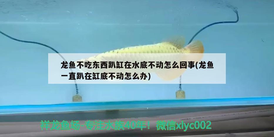 龍魚不吃東西趴缸在水底不動(dòng)怎么回事(龍魚一直趴在缸底不動(dòng)怎么辦) 其他益生菌