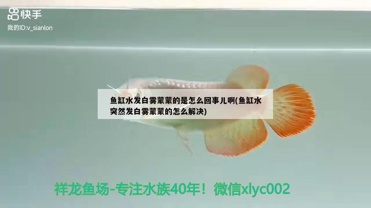 魚缸水發(fā)白霧蒙蒙的是怎么回事兒啊(魚缸水突然發(fā)白霧蒙蒙的怎么解決) 觀賞魚百科