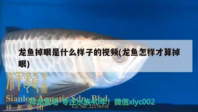 龍魚掉眼是什么樣子的視頻(龍魚怎樣才算掉眼) 黃金斑馬魚