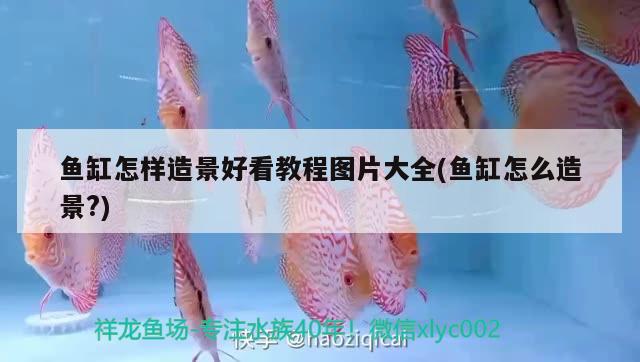 魚(yú)缸怎樣造景好看教程圖片大全(魚(yú)缸怎么造景?) 稀有金龍魚(yú)