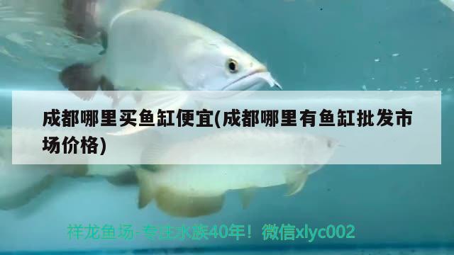 成都哪里買魚缸便宜(成都哪里有魚缸批發(fā)市場(chǎng)價(jià)格) 印尼四紋虎