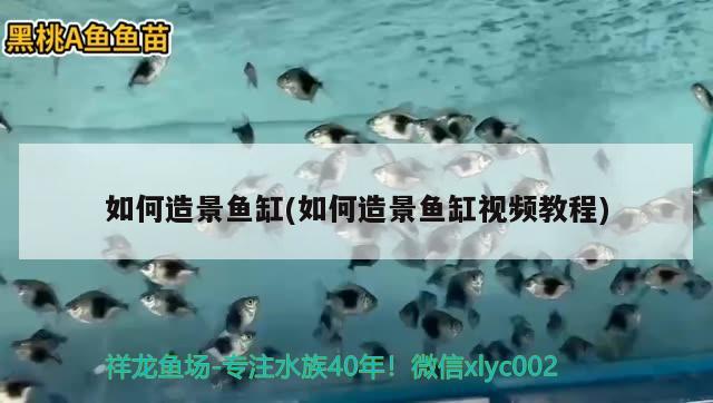 如何造景魚缸(如何造景魚缸視頻教程) 綠皮皇冠豹魚