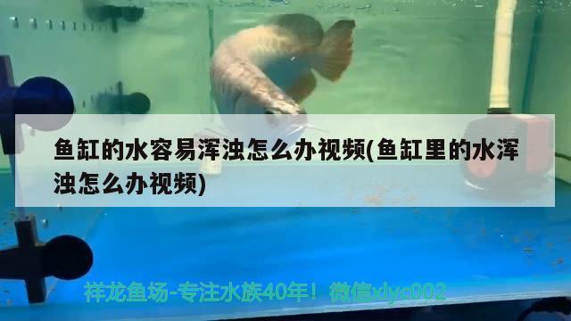 魚缸的水容易渾濁怎么辦視頻(魚缸里的水渾濁怎么辦視頻)