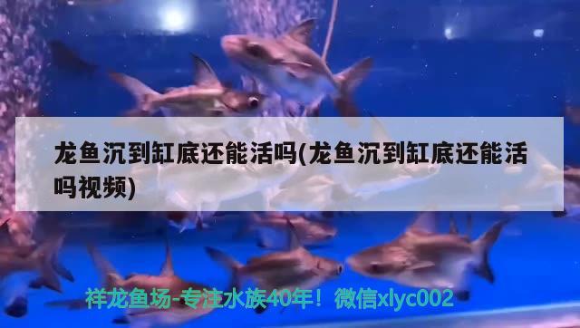 龍魚沉到缸底還能活嗎(龍魚沉到缸底還能活嗎視頻) 一眉道人魚苗