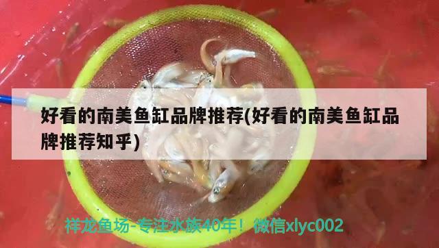 好看的南美魚缸品牌推薦(好看的南美魚缸品牌推薦知乎)