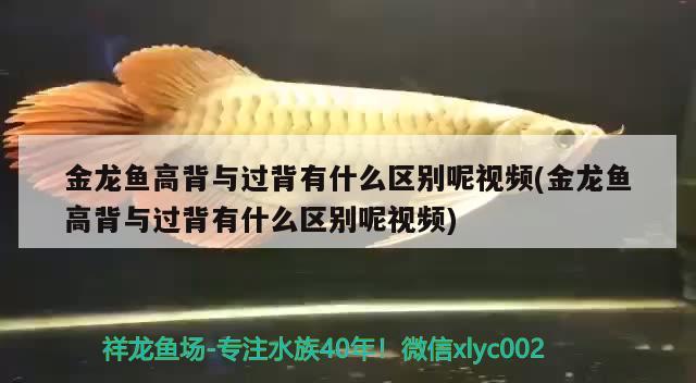 金龍魚高背與過背有什么區(qū)別呢視頻(金龍魚高背與過背有什么區(qū)別呢視頻)