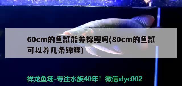 60cm的魚(yú)缸能養(yǎng)錦鯉嗎(80cm的魚(yú)缸可以養(yǎng)幾條錦鯉)