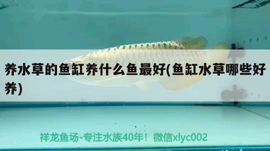 養(yǎng)水草的魚缸養(yǎng)什么魚最好(魚缸水草哪些好養(yǎng))