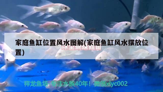 家庭魚缸位置風(fēng)水圖解(家庭魚缸風(fēng)水?dāng)[放位置) 魚缸風(fēng)水